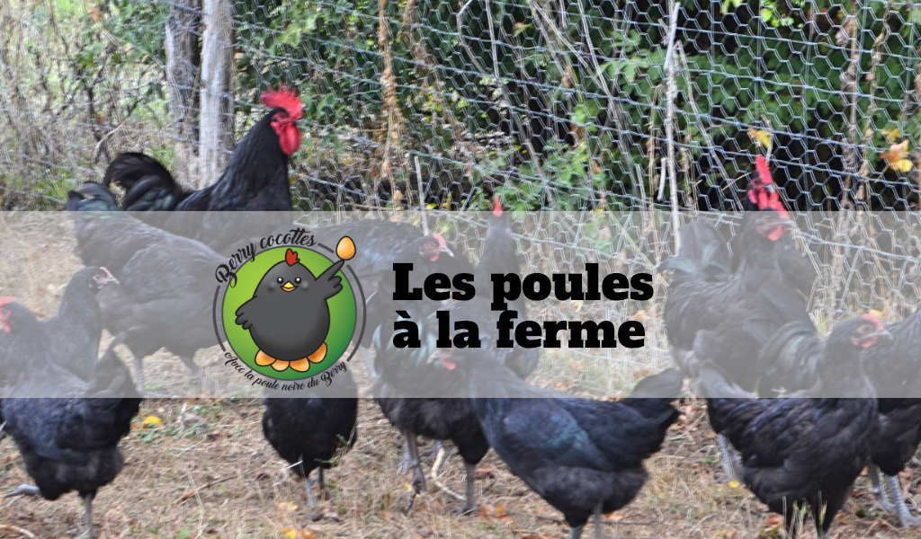 Les poules à la ferme